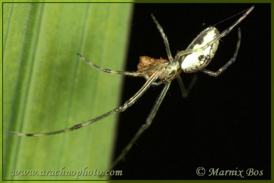 <em>Tetragnatha obtusa</em>