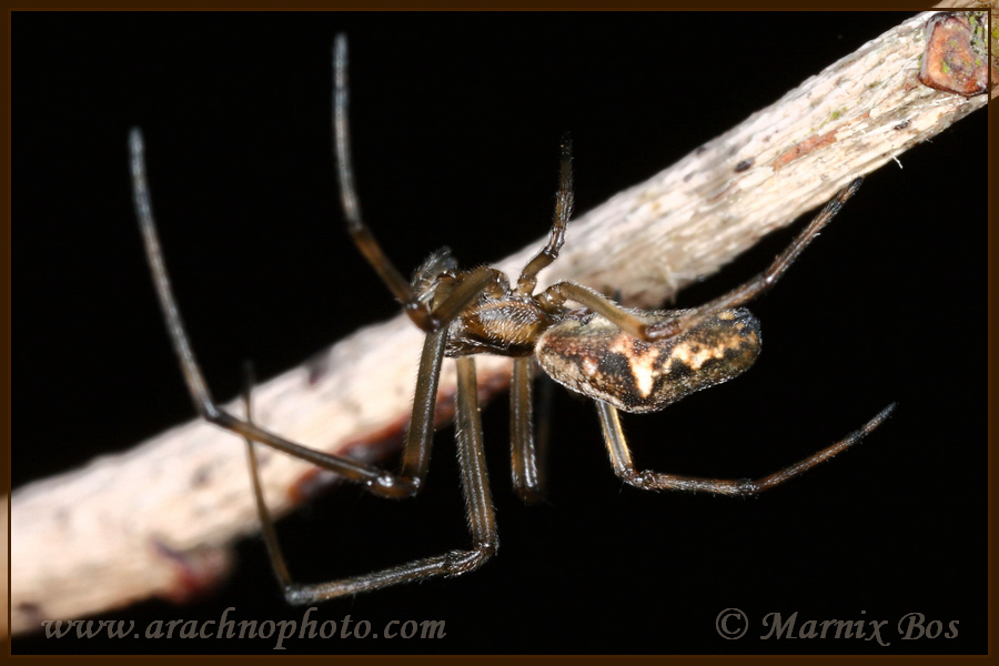 <em>Tetragnatha dearmata</em>