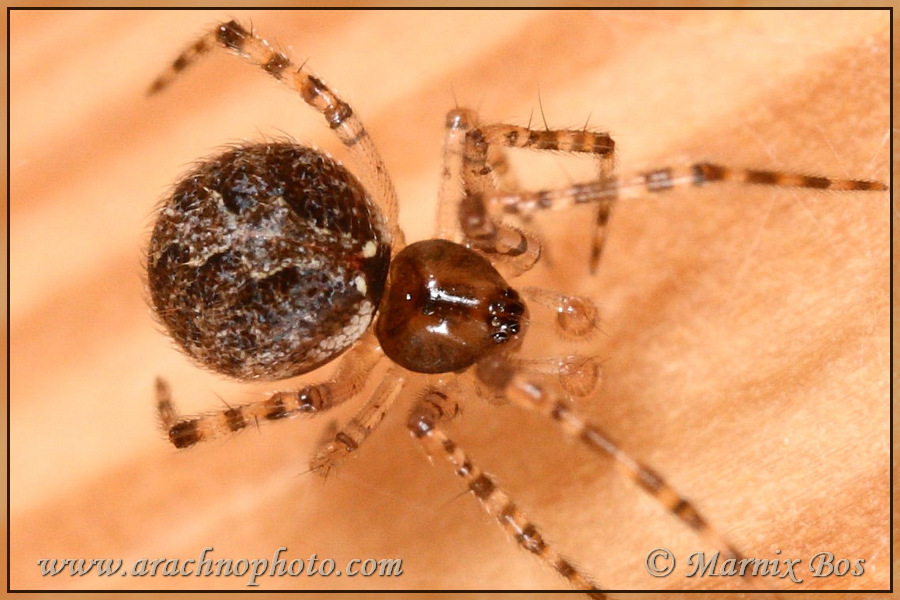 <em>Theridion mystaceum</em>