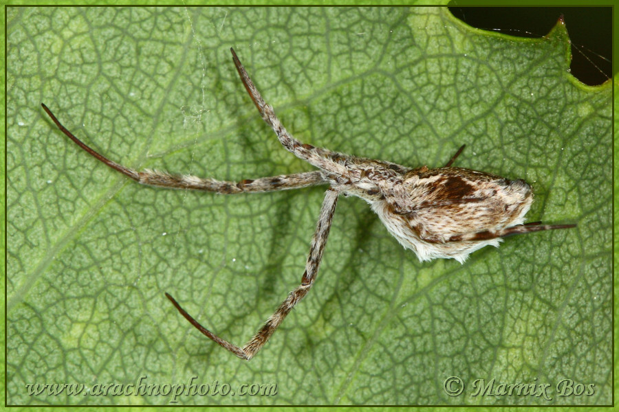 <em>Uloborus walckenaerius</em>