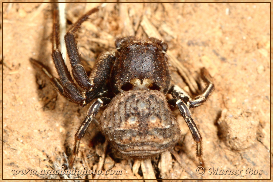 <em>Xysticus bufo</em>