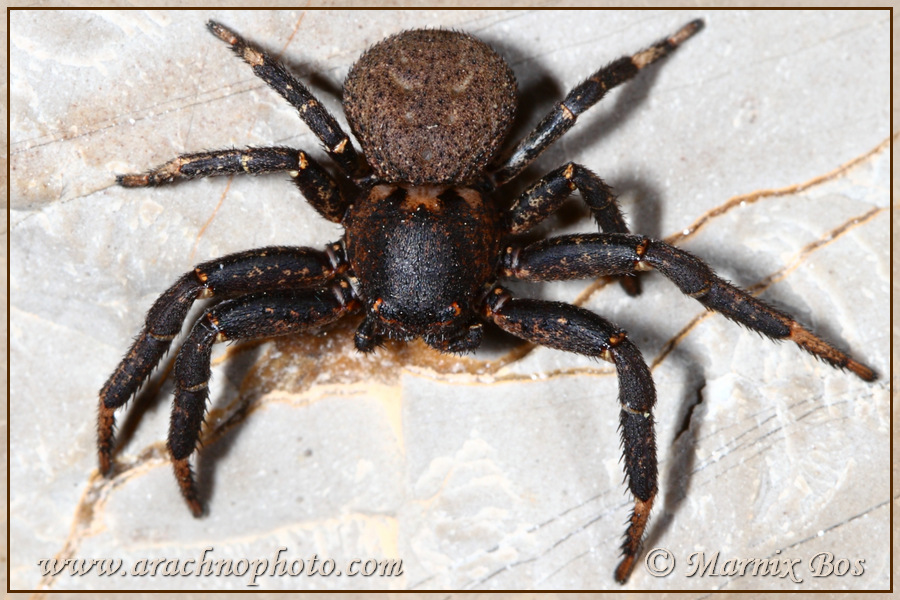 <em>Xysticus robustus</em>