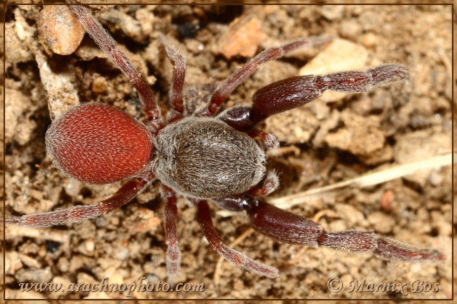 Genus <em>Palpimanus</em>