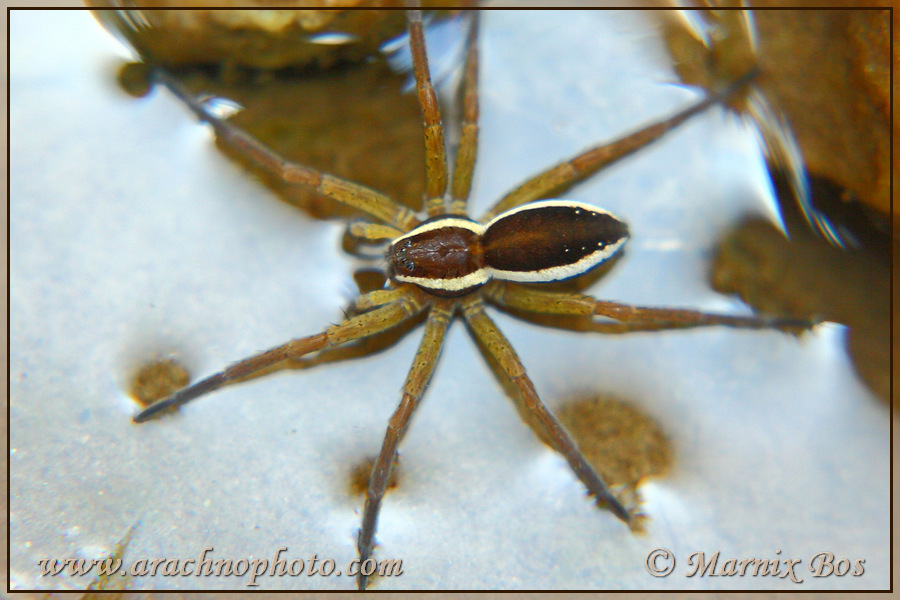 Genus <em>Dolomedes</em>