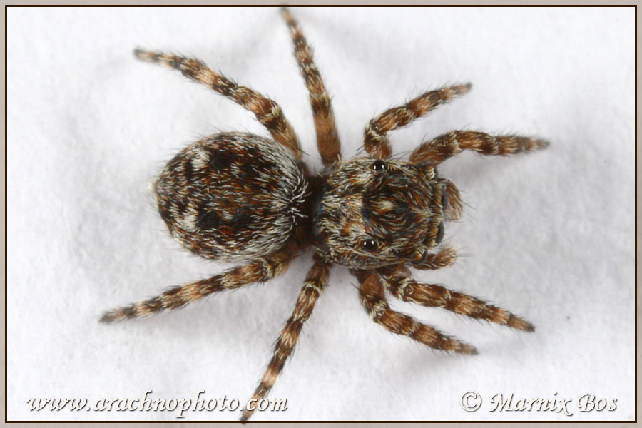 Genus <em>Sitticus</em>