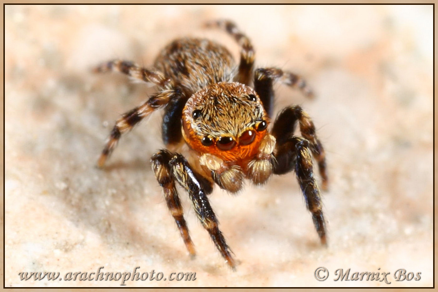 Genus <em>Euophrys</em>