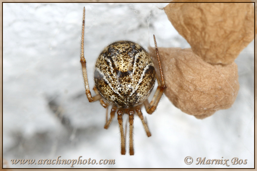 Genus <em>Parasteatoda</em>