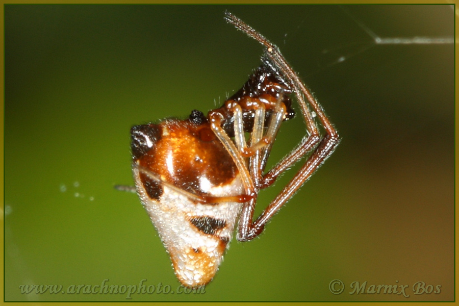 Genus <em>Argyrodes</em>