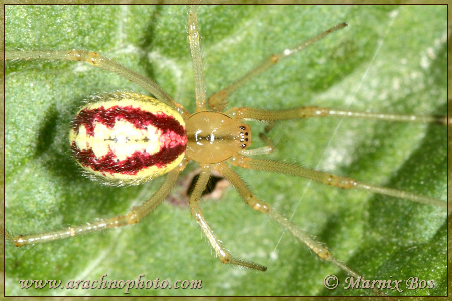 Genus <em>Enoplognatha</em>