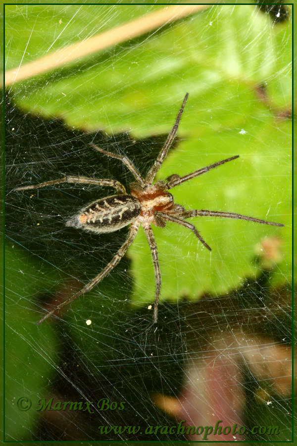 Mannetje