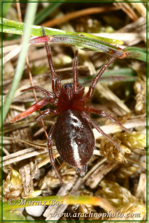 Female