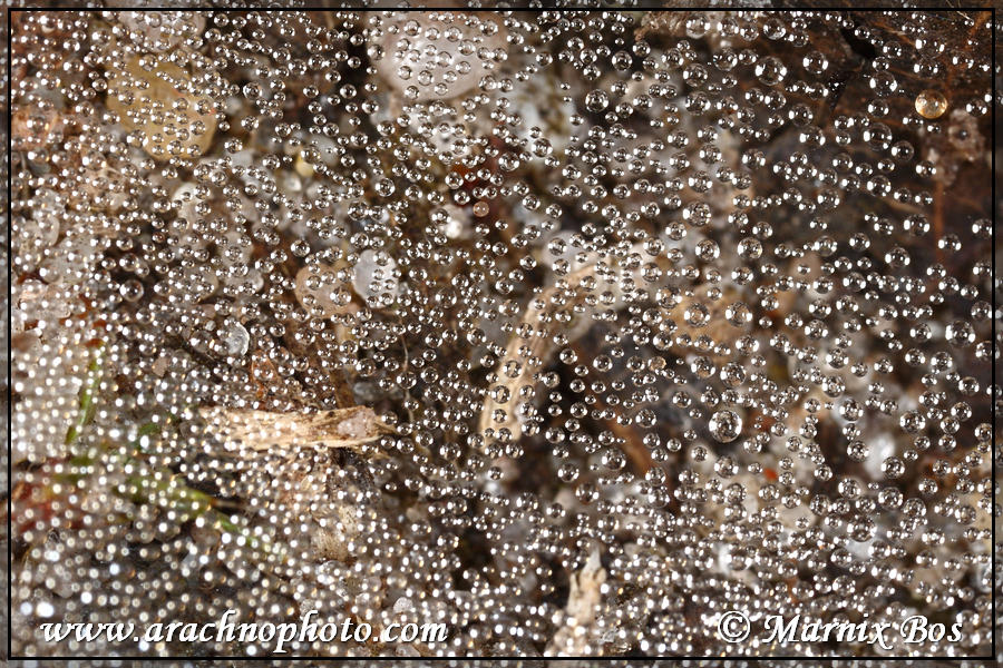 Web covered with dew