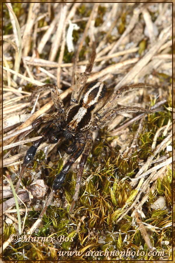 Male; note the thickened tibiae