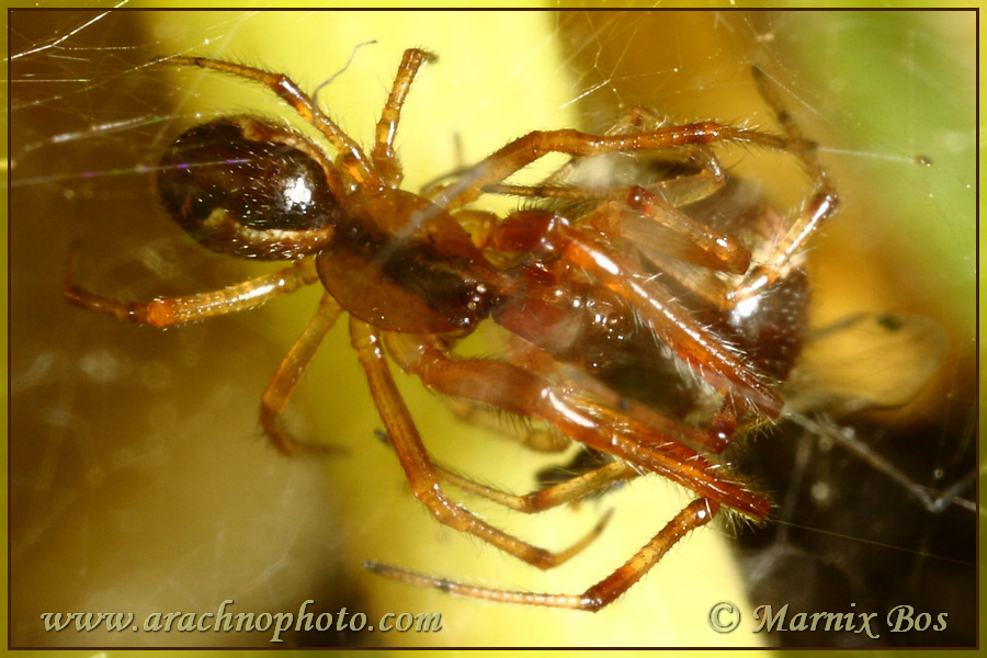 Male and female; mating