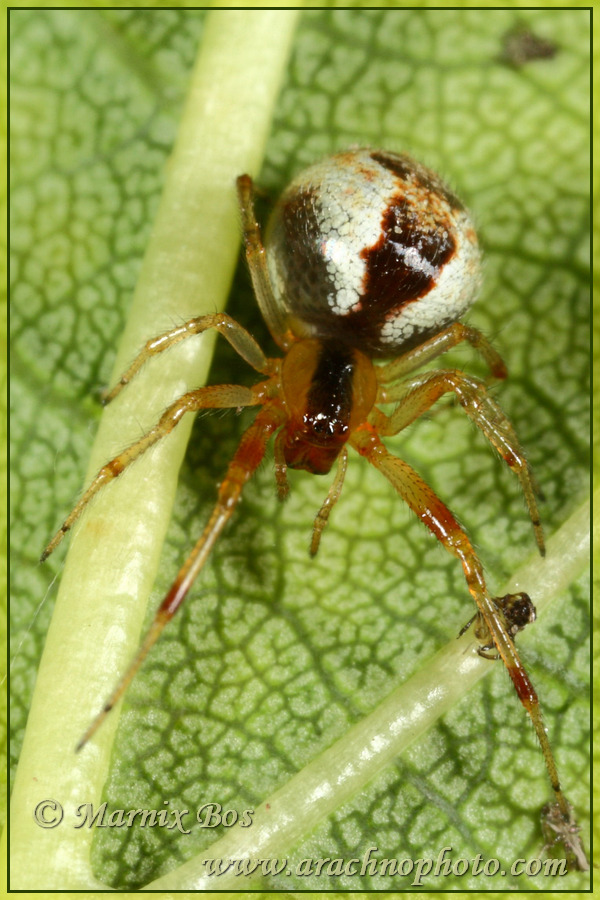 Female