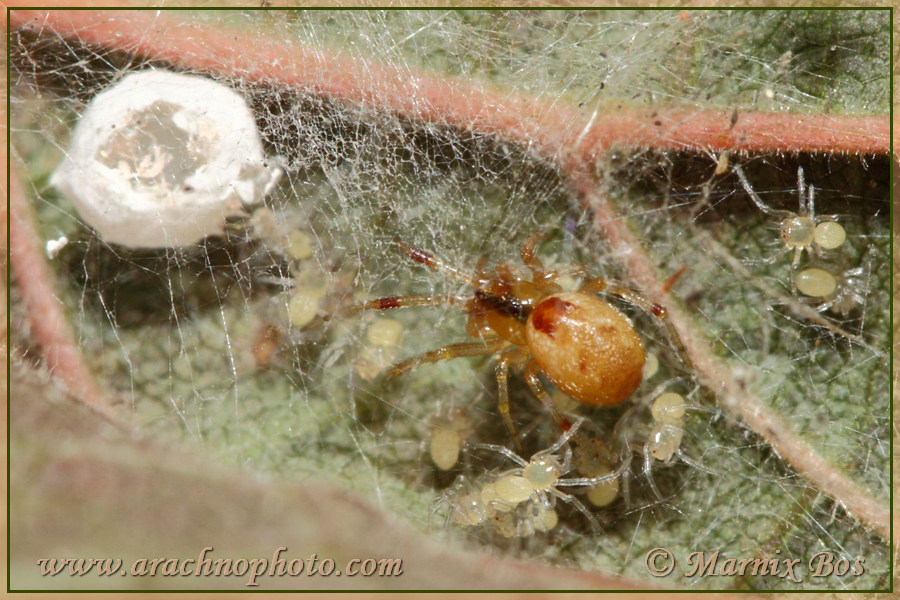 Female with spiderlings