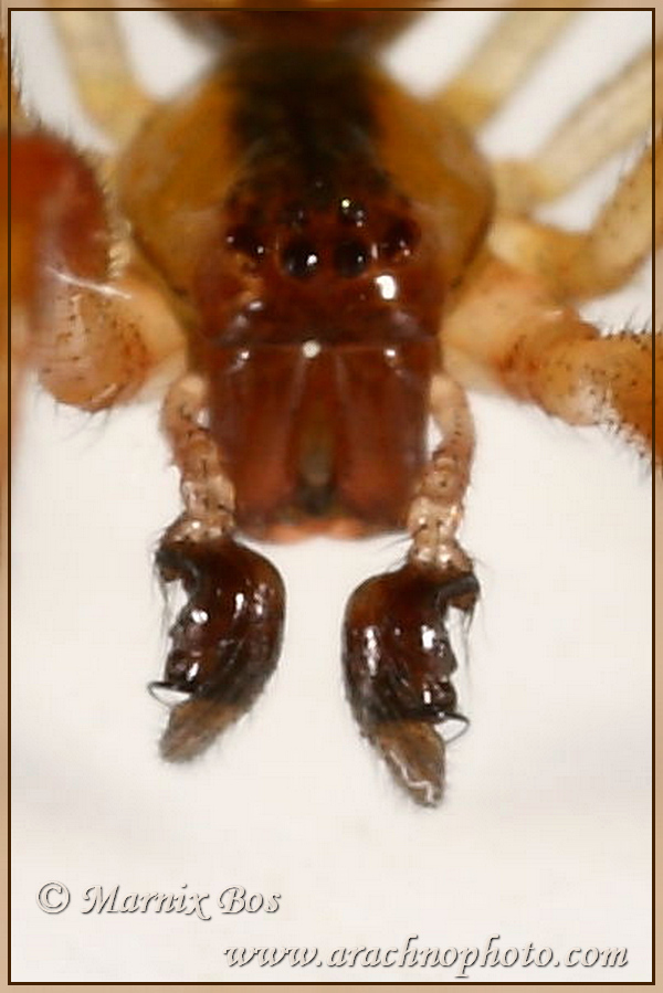 Male palps