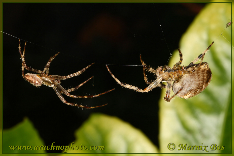 Female and male; mating