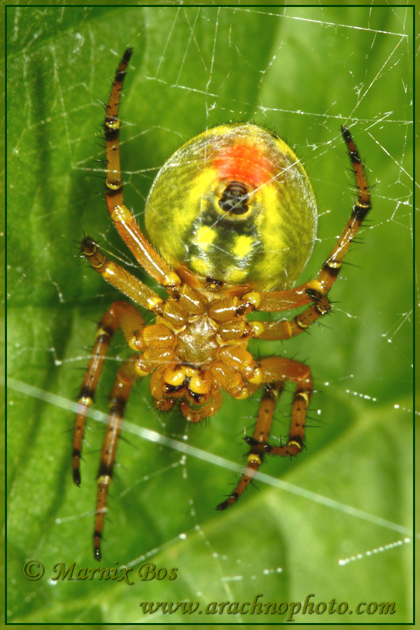 Female; Note the 4 yellow spots