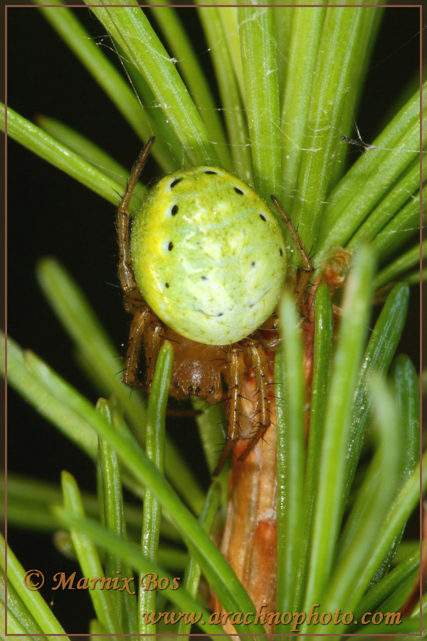 Female