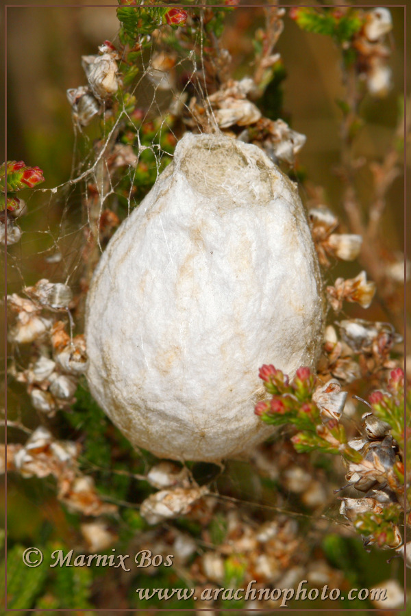 Egg sac