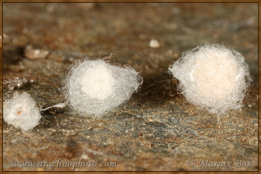 Several egg sacs