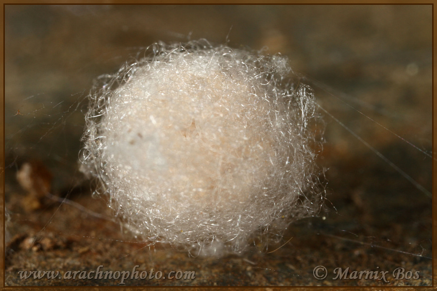 Egg sac