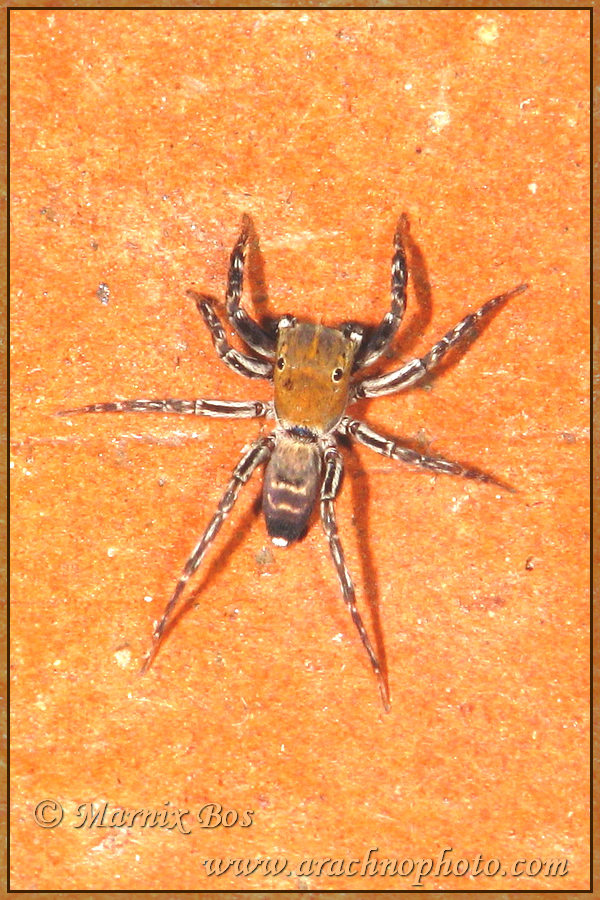 Male