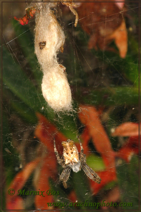 Female with egg sacs