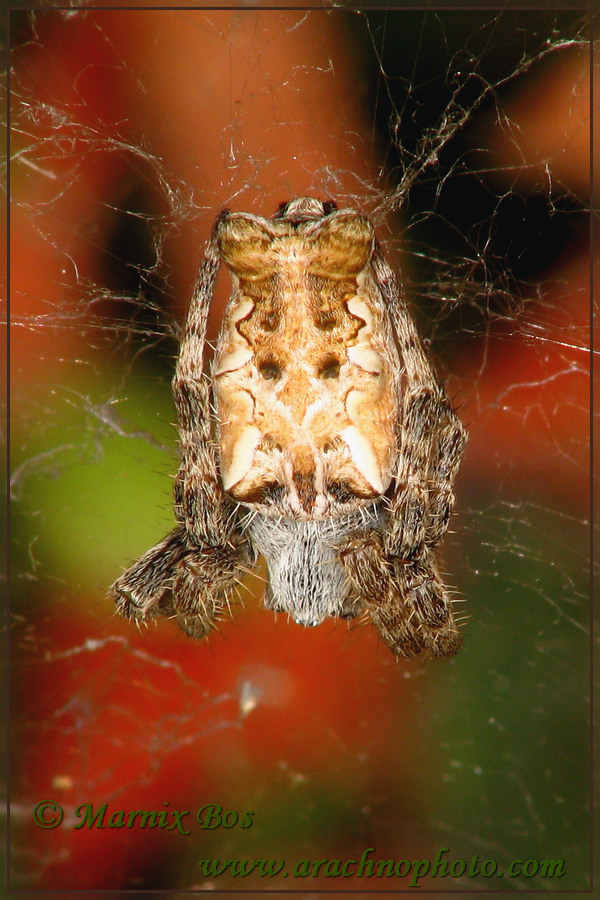 Female