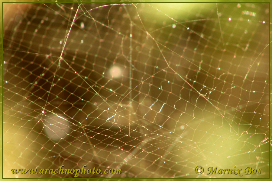 Fishing net web