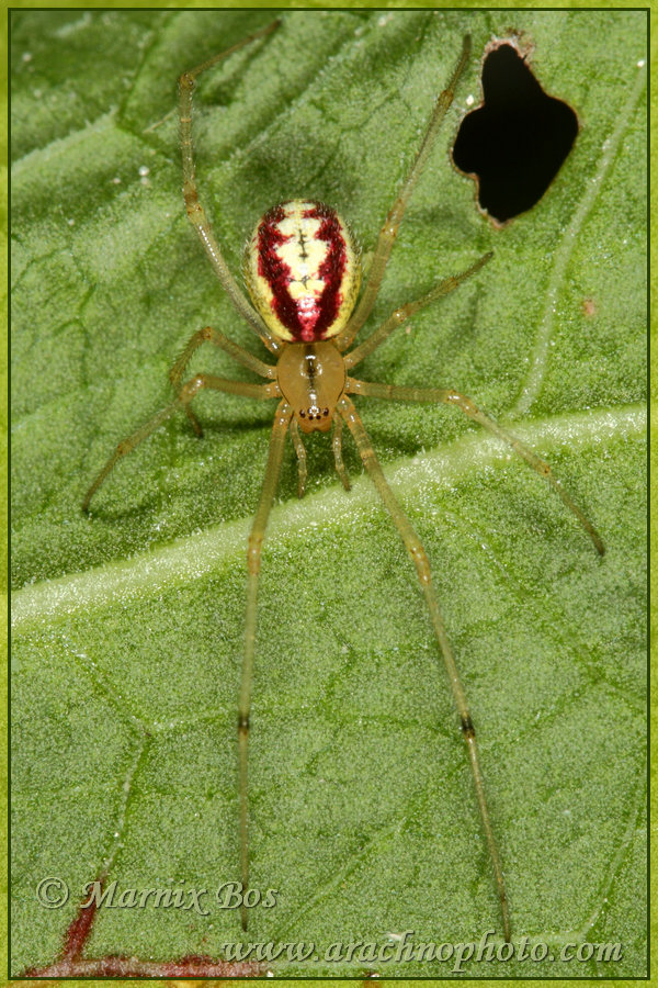 Female