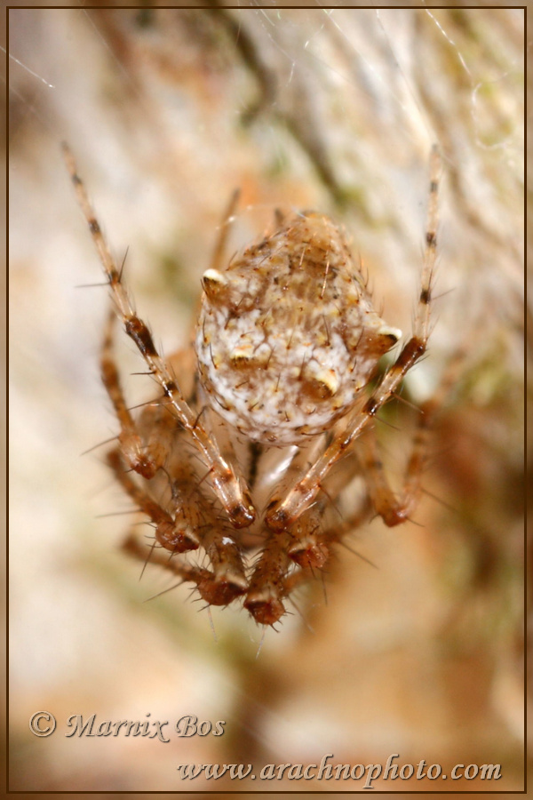 Female