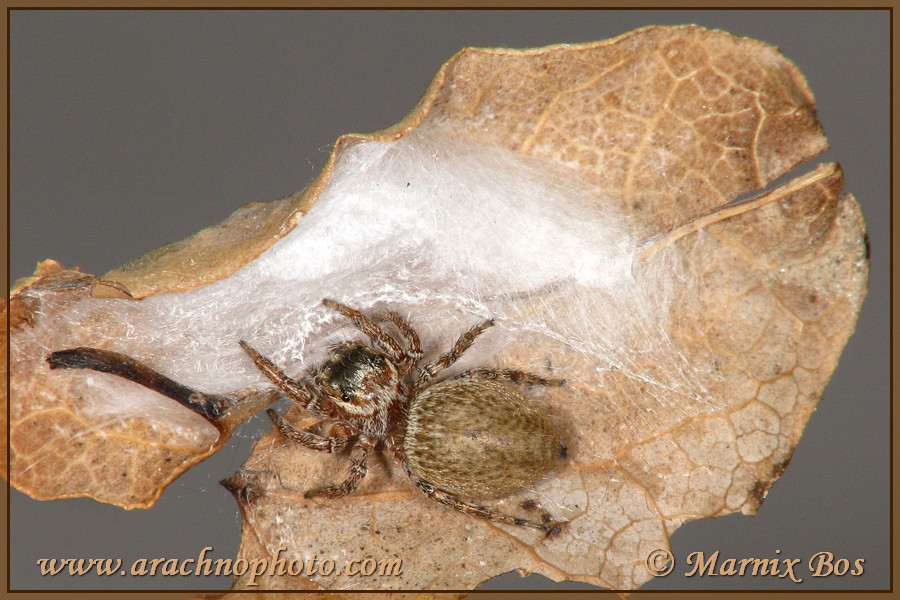 Female outside silken retreat