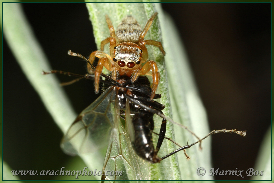 Subadult with prey