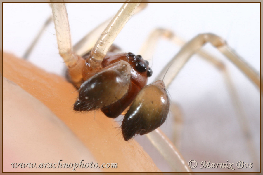 Male palps