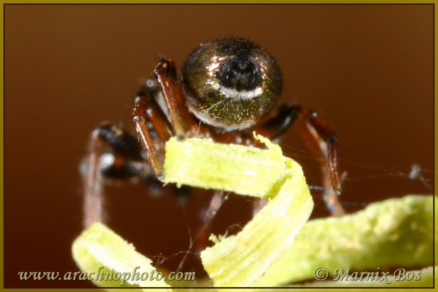 Characteristic white band underneath the spinnerets