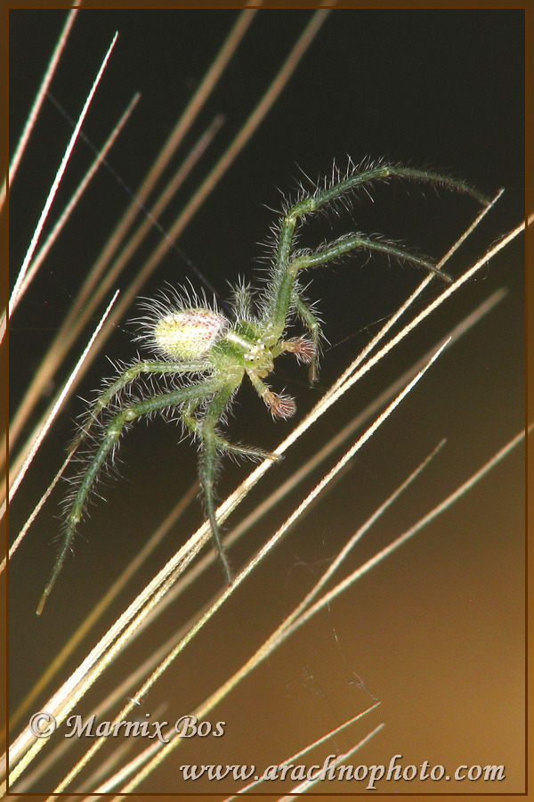 Mannetje