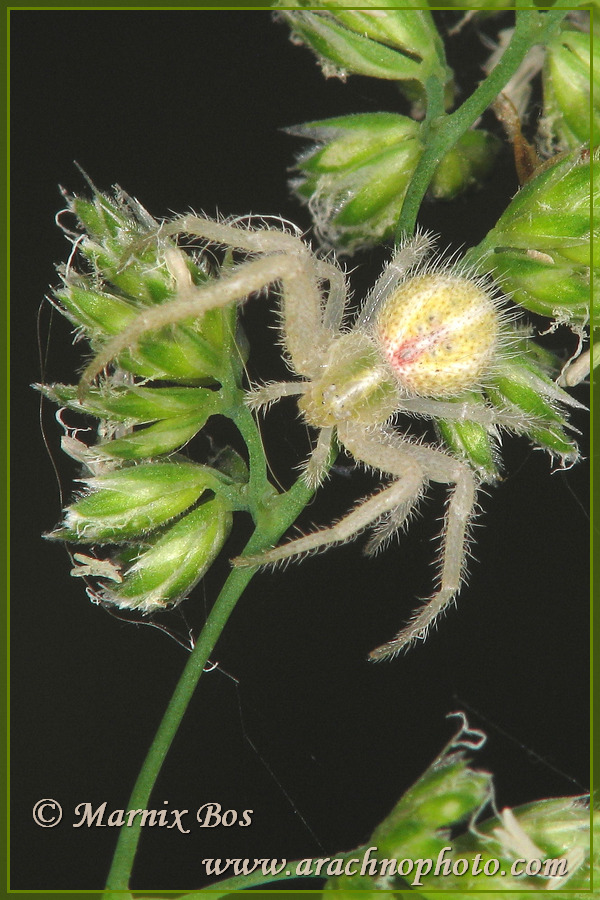 Female