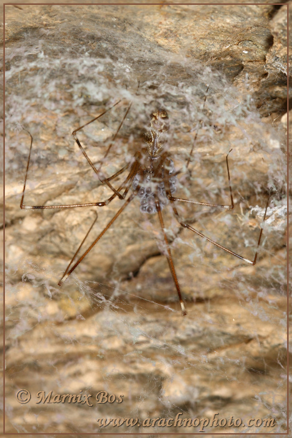 Female with egg sac in silken retreat