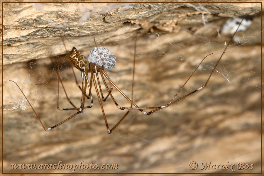 Female with egg sac