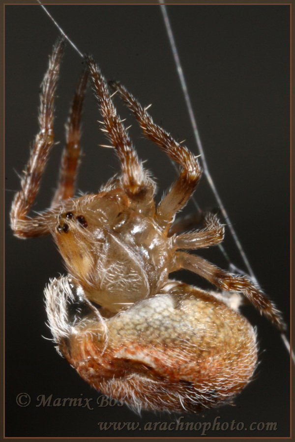 Beginning of moulting