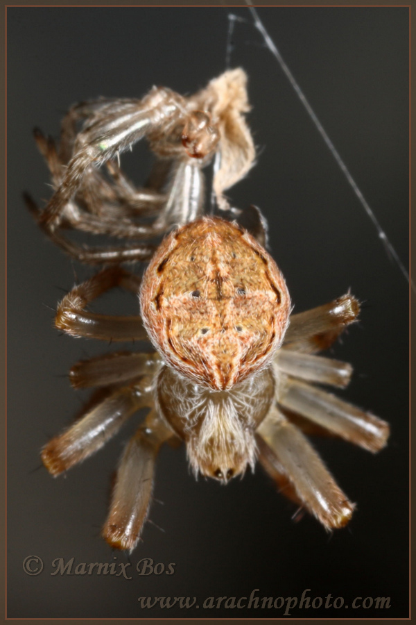 Drying after moulting