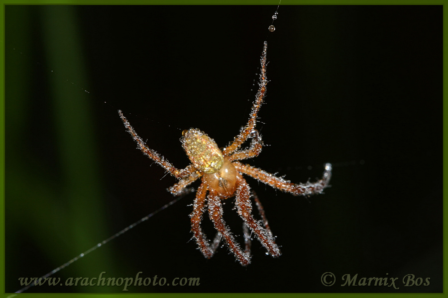 Male covered with dew