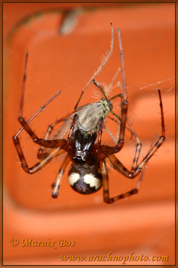 Female with prey