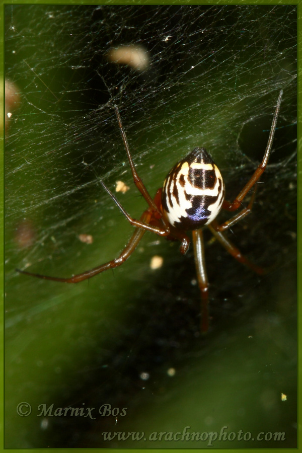 Female