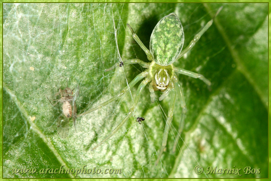 Female