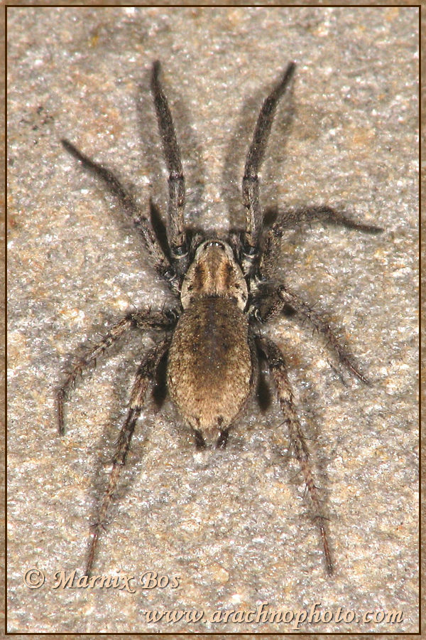 Female