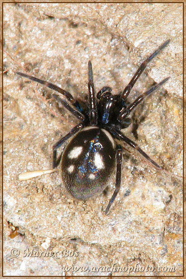 Female