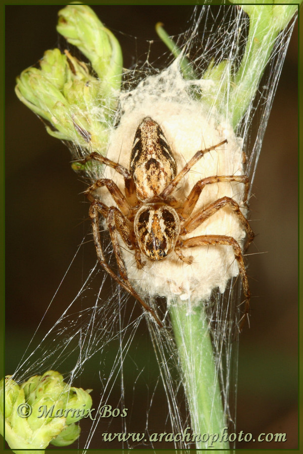 Female with egg sac